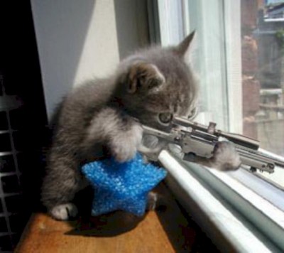 cat_gun.jpg